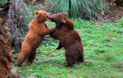 Parque de la Naturaleza de Cabárceno